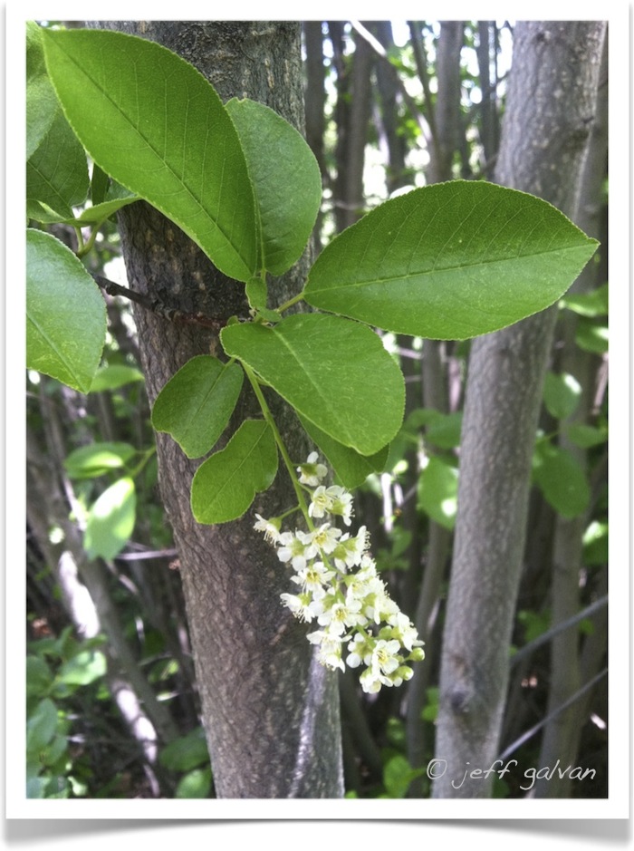 Chokecherry Tree Identification Identifying Prunus Virginiana