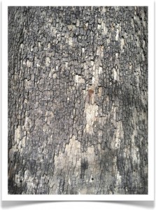 American Sycamore - Platanus occidentalis -American Sycamore - Platanus occidentalis - Identify by Bark