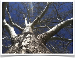 American Sycamore - Platanus occidentalis - Branches