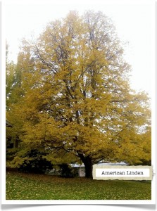 American Linden Tree Identification || Identifying Tilia americana