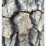 American sycamore - Identify by Bark - Detail