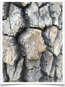 American sycamore - Identify by Bark - Detail