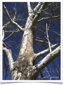 American sycamore - Platanus occidentalis - Branches - Vertical