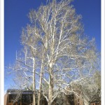 American sycamore tree