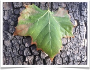 American sycamore - identifying by leaf