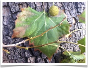 American sycamore - Platanus occidentalis - Leaf - Fruit - Leaf Scars