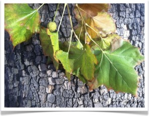 American sycamore - Platanus occidentalis - Leaves - Bark - Fruit