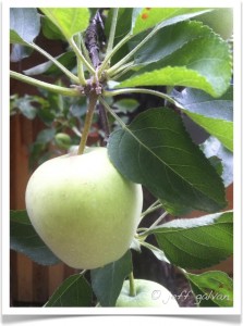 Apple - Malus - Fruit - Leaves
