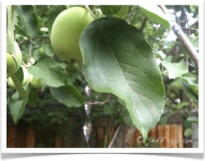 Apple - Malus - Identifying by Leaf