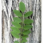 Black Locust - identifying by leaf