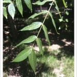 Black Walnut - identifying by leaf