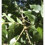Black Walnut - Julans nigra - Leaves and Twig