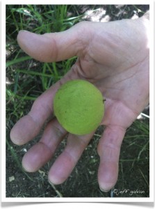 Black Walnut - Julans nigra - Walnut