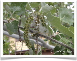 Poplar, Bolleana - Seeds