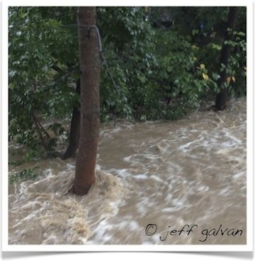 Boulder Creek Flooding Trees