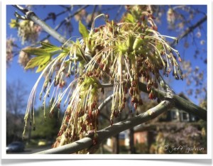 Tree Identification - Boxelder - Acer negundo - Racemes