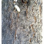 Bristlecone Pine Bark