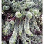 Bristlecone pine branches