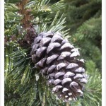 bristlecone pine cone