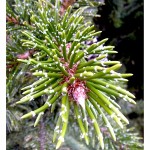 bristlecone pine leaves