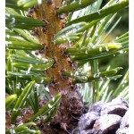 Bristlecone pine needles
