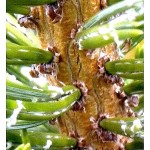 Bristlecone Pine Stem