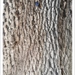 Bur Oak - Identify by Bark