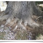 Bur Oak - Quercus macrocarpa - Base of Trunk