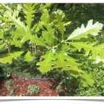 Bur Oak - Quercus macrocarpa - Leaves