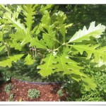 Bur Oak - Quercus macrocarpa - Leaves - July
