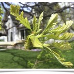 Bur Oak - Quercus macrocarpa - Leaves - Spring