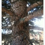 Spruce, Colorado Blue - Branching