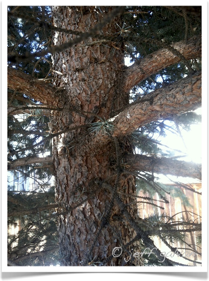 Colorado Blue Spruce – Branching | Boulder Tree Care - Pruning & Tree ...