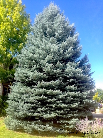 Colorado Blue Spruce Full View