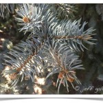Colorado Blue Spruce - identifying by leaf