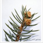 Colorado blue spruce cones developing
