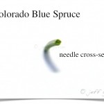 Colorado blue spruce needle cross section
