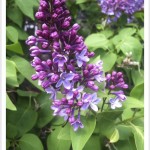 Common Lilac - Syringa vulgaris - Leaves and Flowers