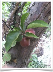 Crabapple - Malus - Fruit - Leaves - Bark