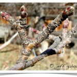 Crabapple Twig and Buds