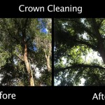 Crown Cleaning