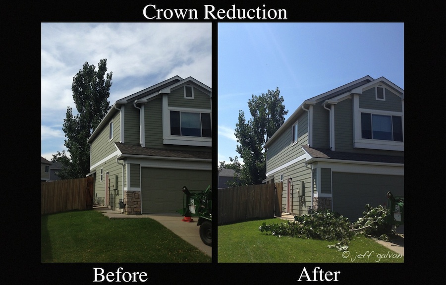 Crown Reduction Pruning