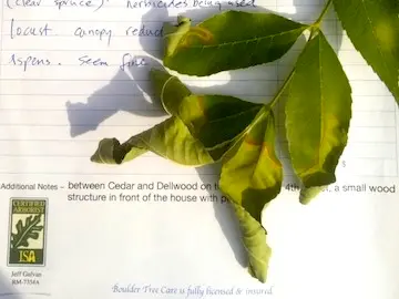 Diagnosis and treatment of common tree diseases, pest and illnesses. 