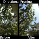 Directional Pruning - Before & After