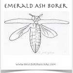 Emerald Ash Borer in Colorado