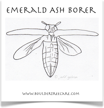 Emerald Ash Borer in Colorado