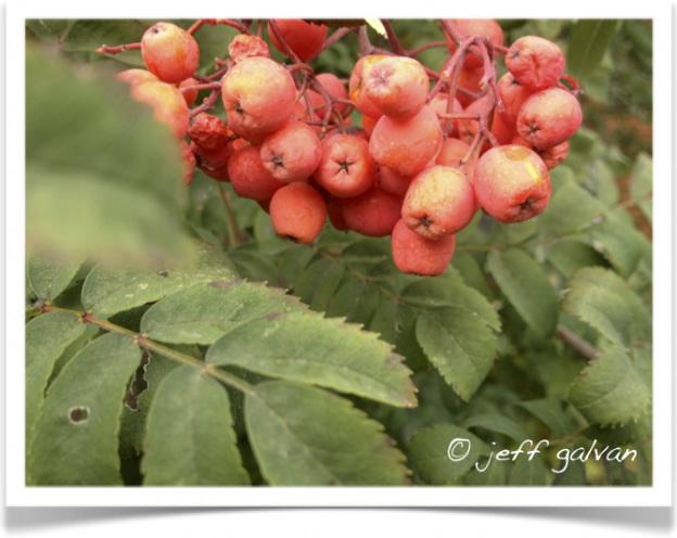 European Mountain Ash Fruit Red Berries | Boulder Tree Care - Pruning & Tree Removal Services