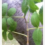 European Mountainash-Sorbus aucuparia - Twig and Leaflets