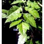 Goldenraintree leaf
