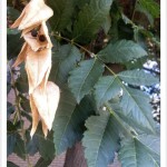 Goldenraintree leaf seeds pod